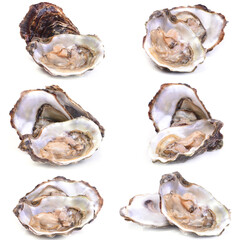 Oysters on a white background