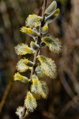 Sprig of willow or goat or purple willow with gray and yellow buds. Inflorescence flowers on a...