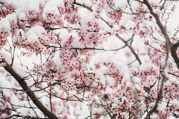 Kirschblüten im Frühling mit Schnee im April 
