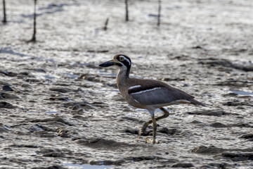 Beach Stone Curlew or Thick Knee in Queensland Australia