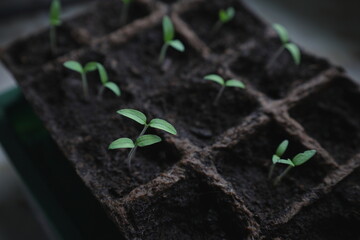 Seedlings of young plants growing in seed planter on the windowsill