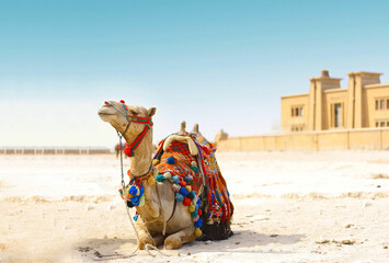 camel in the desert