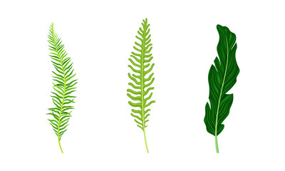 Tropical exotic palm leaves set. Green jungle plant peaf vector illustration