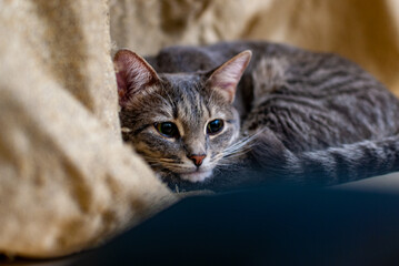 Obraz na płótnie Canvas A gray striped cat is lying on a scratching post!