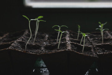 Seedlings of young plants growing  indoors