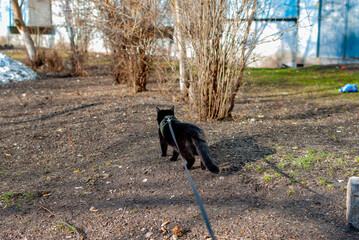 Obraz na płótnie Canvas A little black panther walking down the street on a leash!