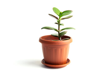Money tree or succulent jade plant Crassula ovata with green leaf isolated on a white background.