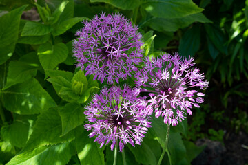 Few balls of blossoming Allium flowers in summer garden