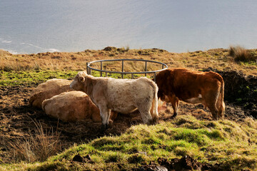 Cows by a feeder. Ocean in the background. Agriculture industry.