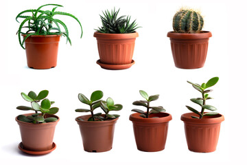Collection set of different houseplants in flowerpot isolated on white background