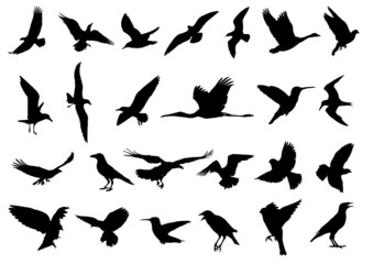 Obraz na płótnie Canvas set of silhouettes of birds