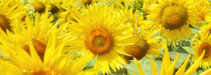 Sunflower buds close up. Sunflower field. Banner