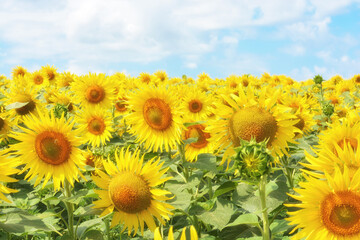 Fototapeta premium Sunflower fields and blue sky on a summer sunny day
