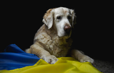 Golden Retriever dog with flag of Ukraine. Ukrainian animals and pets crisis during Russia invasion...