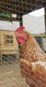 Vertical video of chicken seen through fence in enclosure in farm