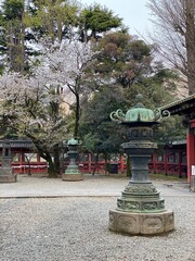 Japanese shrine architectural shots, spring 2022, Sakura season, Nezu shrine Tokyo Japan