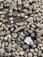 Sakura petals on the stone ground, Nezu shrine, Tokyo Japan, spring 2022