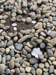 Sakura petals on the stone ground, Nezu shrine, Tokyo Japan, spring 2022
