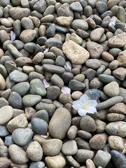 Fototapeta na wymiar Sakura petals on the stone ground, Nezu shrine, Tokyo Japan, spring 2022
