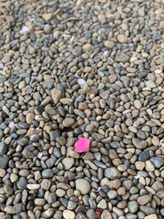 Sakura petals on the stone ground, Nezu shrine, Tokyo Japan, spring 2022