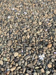 Sakura petals on the stone ground, Nezu shrine, Tokyo Japan, spring 2022
