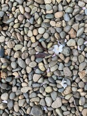 Naklejka premium Sakura petals on the stone ground, Nezu shrine, Tokyo Japan, spring 2022