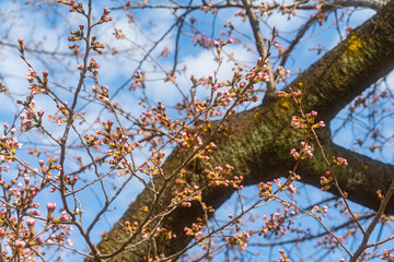 桜、初春