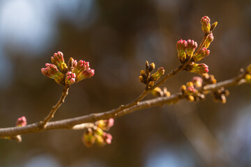 桜、初春