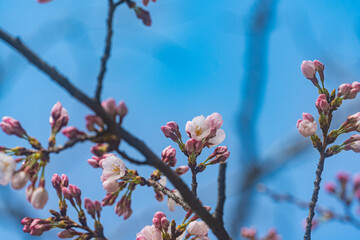 桜、初春