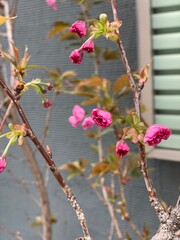 cherry blossom season, Tokyo Japan Nezu
