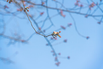 桜、初春
