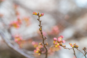 桜、初春