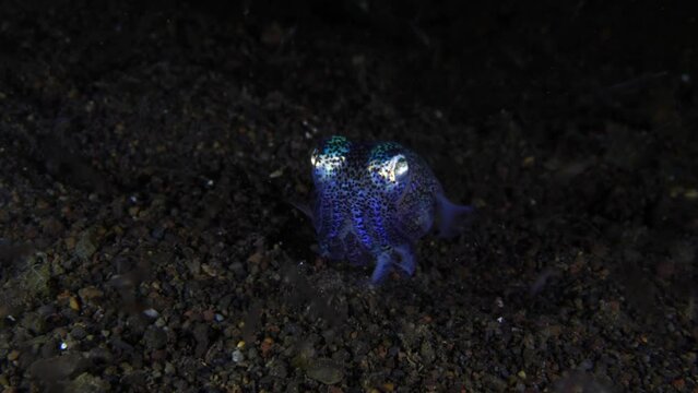 Berry's bobtail squid - Euprymna berryi on the seabed. Underwater macro life of Tulamben, Bali, Indonesia.