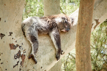 schlafender Koala