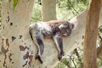 schlafender Koala