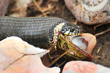 
Schlange frisst Frosch