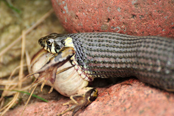 Schlange frisst Frosch