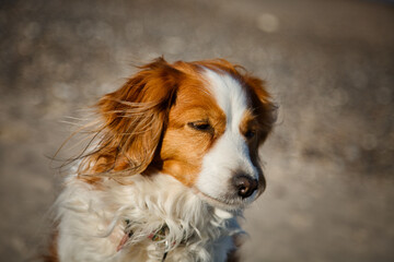 Close up photo of a Kooikerhondje dog