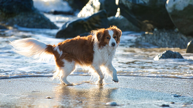 Kooikerhondje dog on the beach with evening light