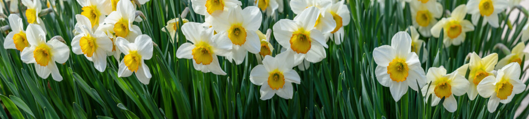 Easter floral flowers background panorama long - Beautiful blooming yellow daffodils (Narcissus...