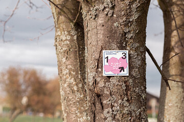 Fototapeta premium Blooming pink almond trees in Rhineland Palatinate (German Wine Street)