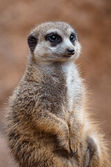 Fototapeta premium Portrait of a meerkat watching the surroundings.