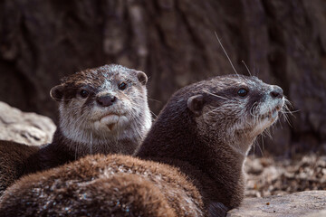 Two Oriental small-clawed otters on stone, Aonyx cinereus