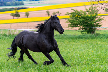 Black friesian horse runs gallop.