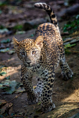 Leopard cub, Panthera pardus kotiya