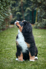 Bernese Mountain Dog puppy sitting on green grass on the lawn.