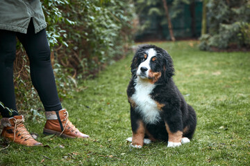 Bernese Mountain Dog puppy on green grass near man. Feeding the dog.