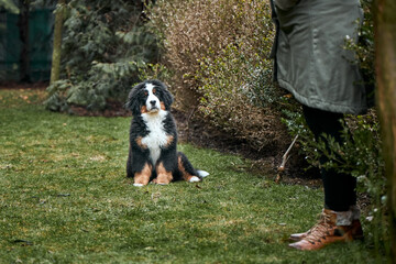 Bernese Mountain Dog puppy on green grass near man. Feeding the dog.