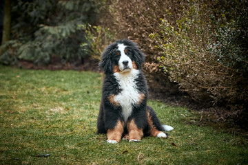 Bernese Mountain Dog puppy sitting on green grass on the lawn.