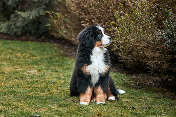 Naklejka na ściany i meble Bernese Mountain Dog puppy sitting on green grass on the lawn.